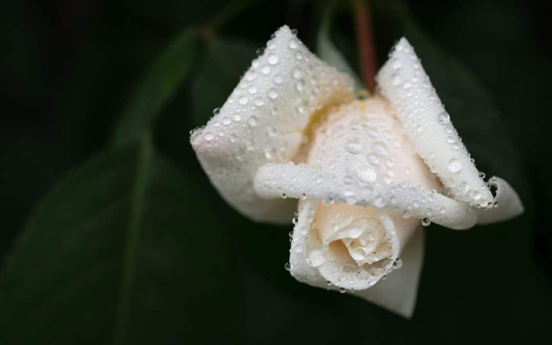 Tips voor de juiste rouwbloemen bij een uitvaart