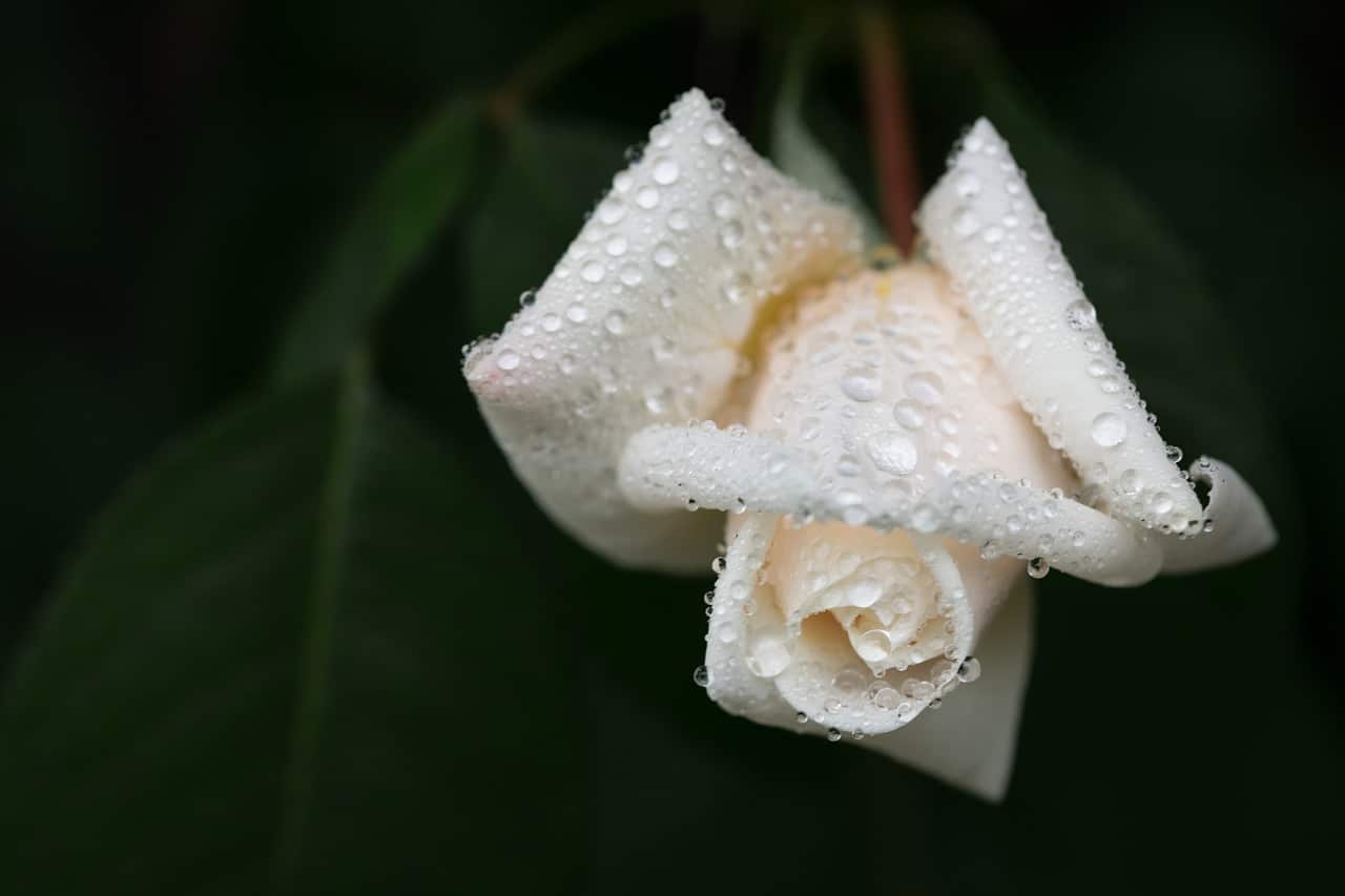 rouwbloemen